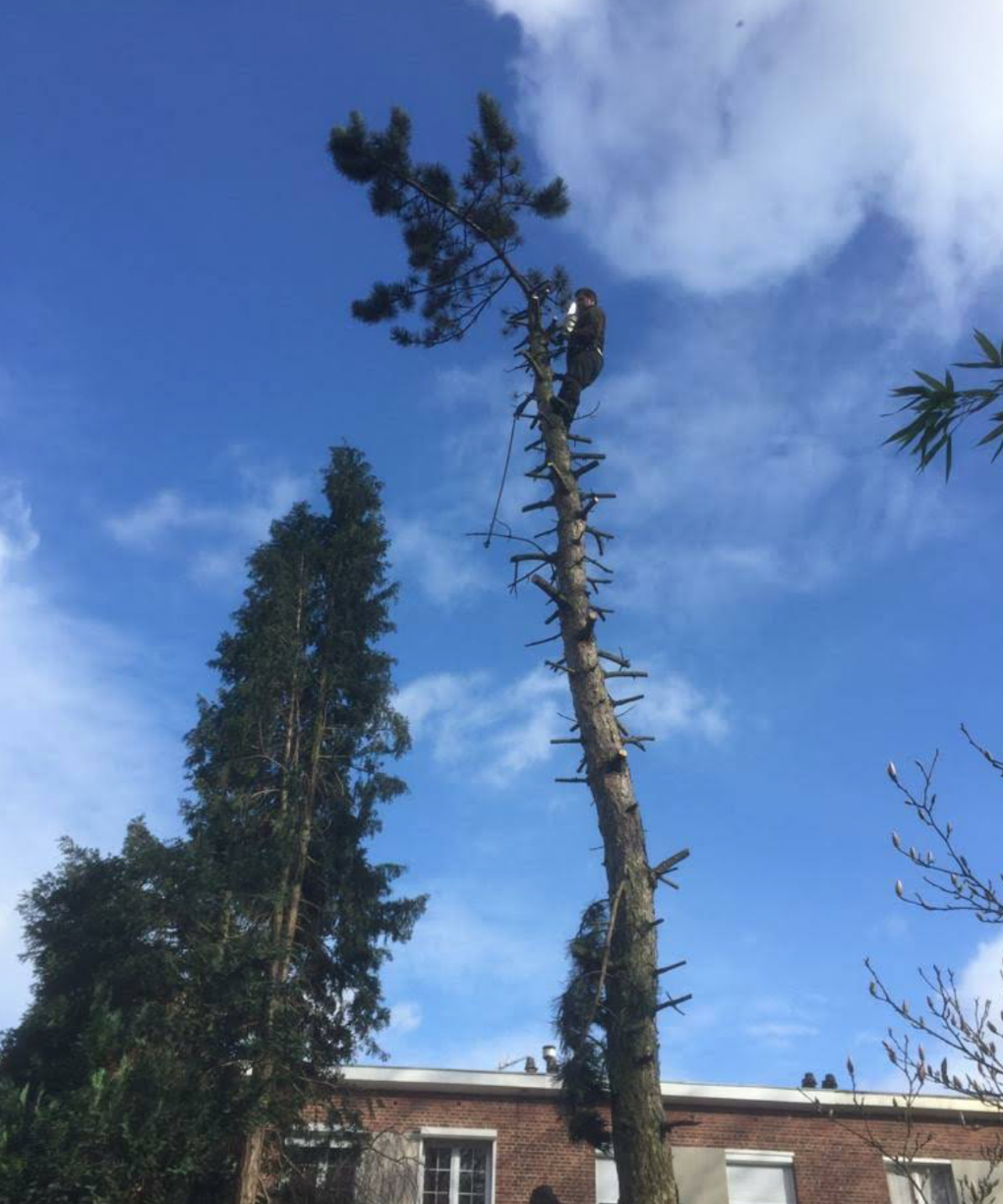 Rognage de souches - Photo 7