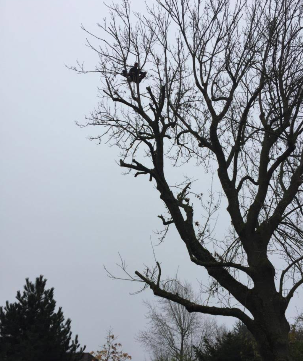 Rognage de souches - Photo 3